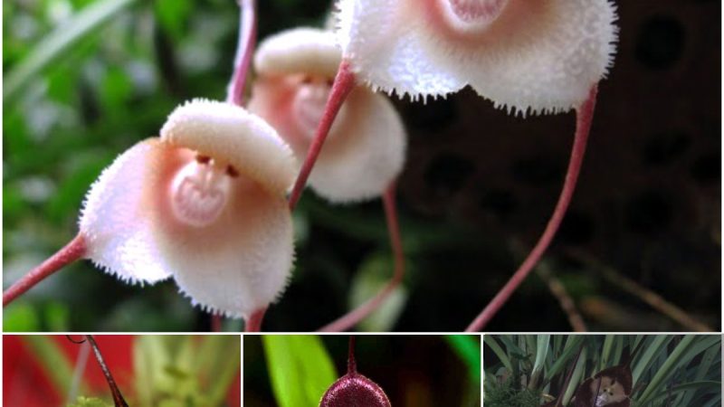 These Rare Orchids Look Like Monkey Faces When They Bloom