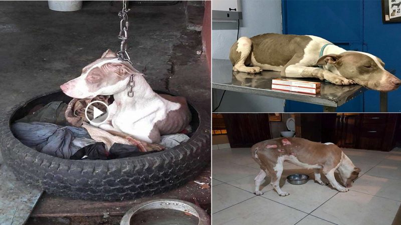 People Saved Dog Who Couldn’t Even Rest Her Head Because Of Extremely Short Chain Now She Is Finally Happy