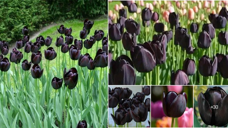 the ‘Queen of Night’ tulip