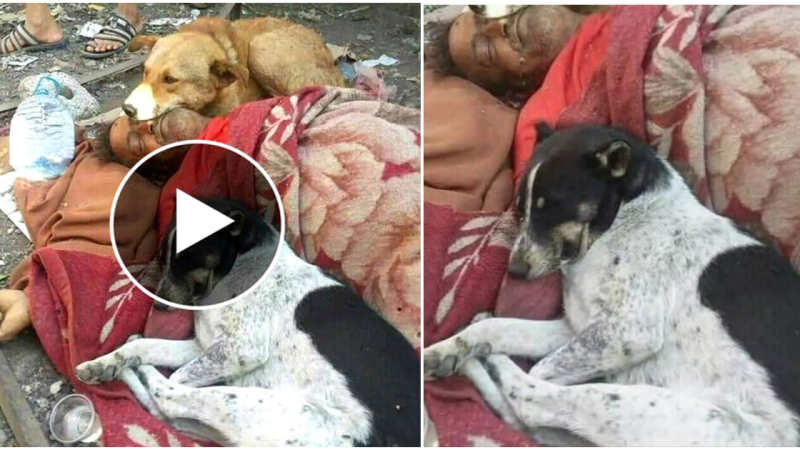 A touching story about two dogs who stayed with a homeless man until he died to protect him.