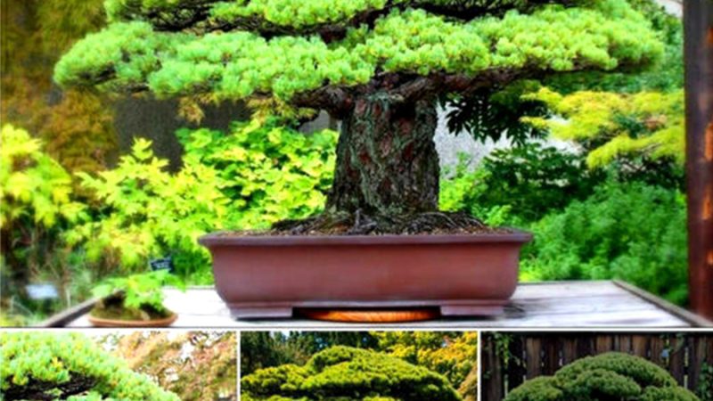 This 400-year-old bonsai tree survived the Hiroshima nuclear disaster.