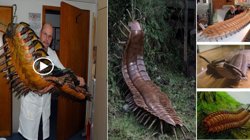 “Arthropleura” The Largest Centipede Ever Found, 2.9 Metre-long 300 Million Years Ago