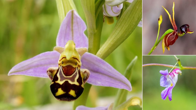 Five unusual but recognizable flowers that astonish anybody who sees them.