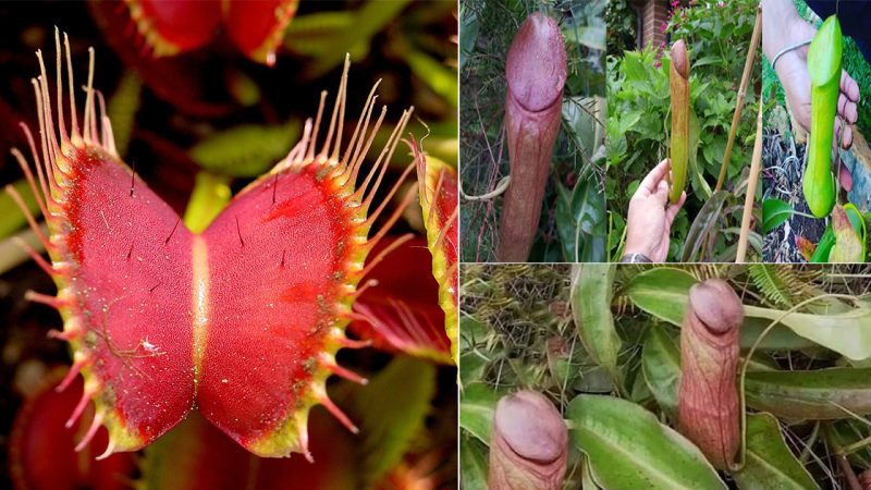 With its strange and unique shape, this strange plant attracts many creatures at night