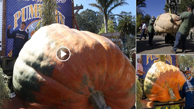 Unique pumpkin more than 1 ton