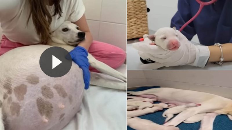 9 weeks pregnant mama dog abandoned in front of our shelter gave birth to 14 little cute puppies!