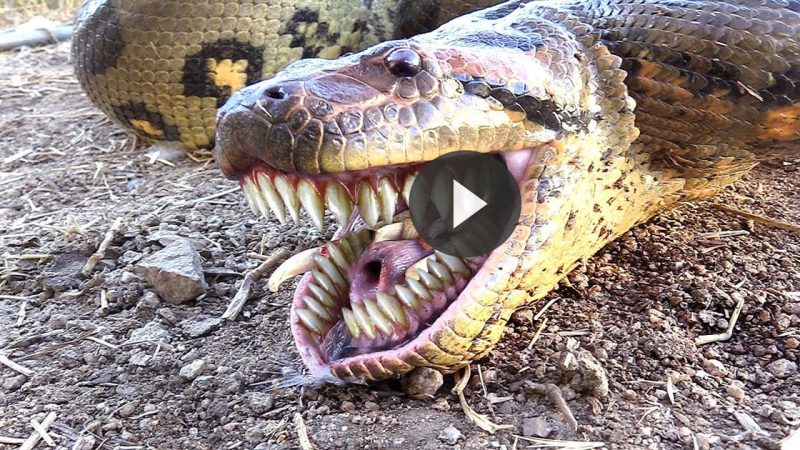 Inside the Jaws of the Anaconda: The Power of Its Bite