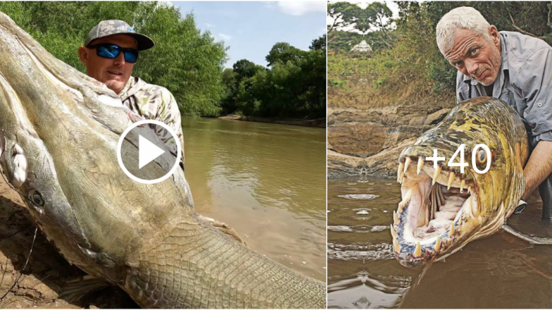 Netizens Unexpectedly, a 90-meter-long huge fish was caught in the US