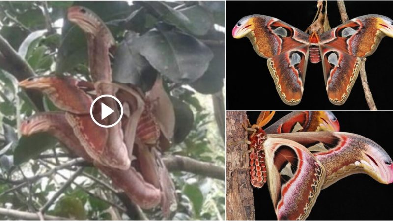 People panic when they see the Butterfly with Snake heads on the tree (video)