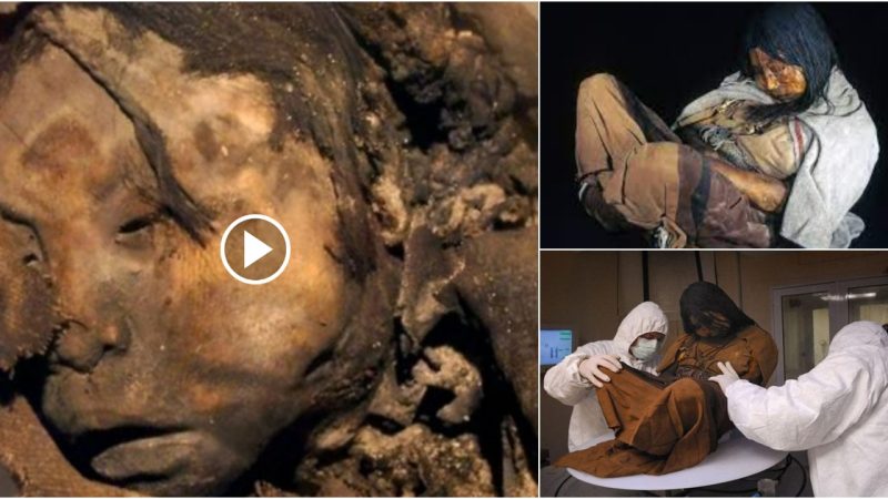 Shocking Discovery: Three Icana Mummies of Children Found Buried Alive in Sitting Position 500 Years Ago