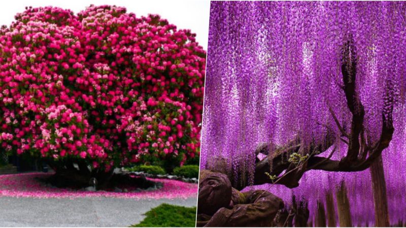 The 15 Most Beautiful Trees in the World