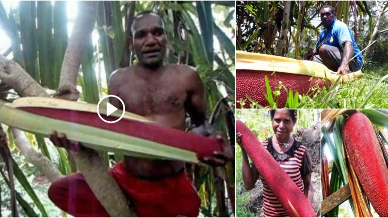 Here Are 5 Benefits Of Papuan Red corn Plants That Are Very Amazing.