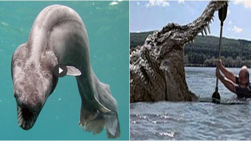 10 Ancient Creatures That Are Still Alive