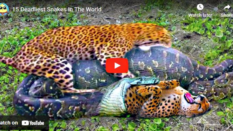 15 Deadliest Snakes In The World