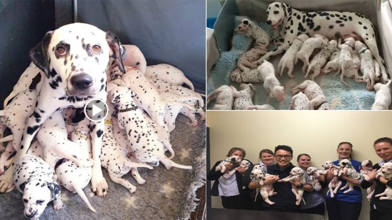 Netizens were surprised with the dalmatian gave birth to 18 dog