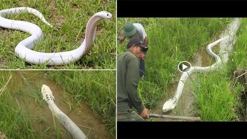 An albino giant cobra is the most precious and rare snake in the world.