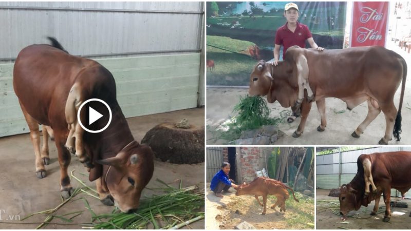 The unusual “two legs on the shoulders” of a 6-legged cow in a magical fish stream