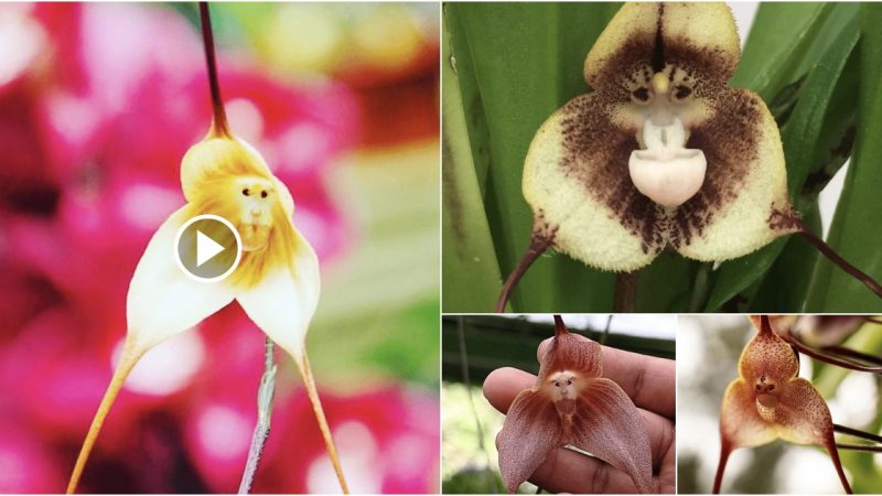 “Monkey Face Orchid: One of the Strangest Orchids in the World” (video attached)