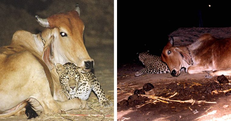 The leopard and the cow are close like strange best friends