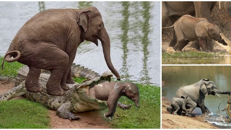 Mother elephant uses her body weight to step on crocodile to save attacked baby elephant