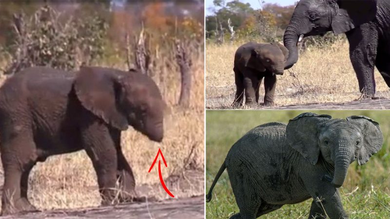 Baby elephant loses half its trunk after getting caught in a trap