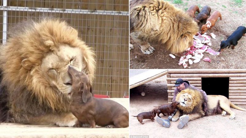 A friendship that’s a real Wiener: The disabled 500-pound lion and his unlikely Dachshund pal who have been inseparable ever since the cat was a cub