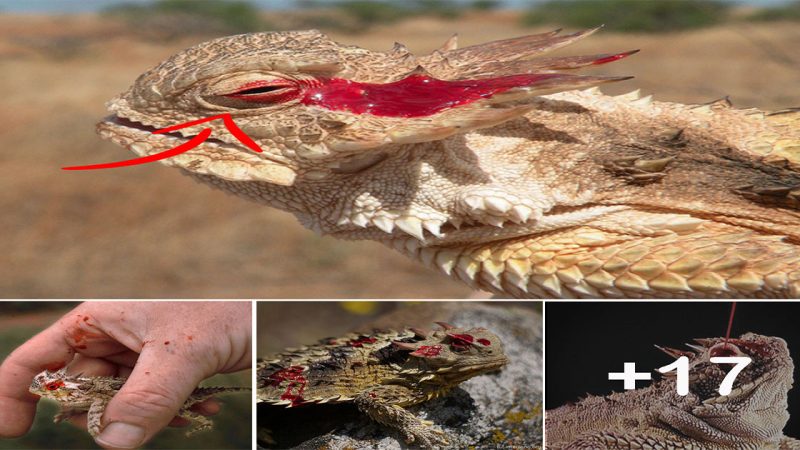 Netizens Marveled at the Horned Lizard’s Ability to Squirt Blood from Its Eyes to Defend Itself