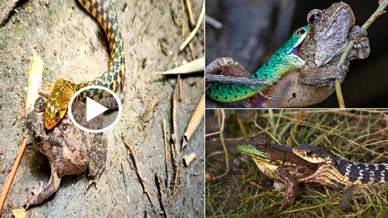 Frog Fights for Life in Snake’s Jaws