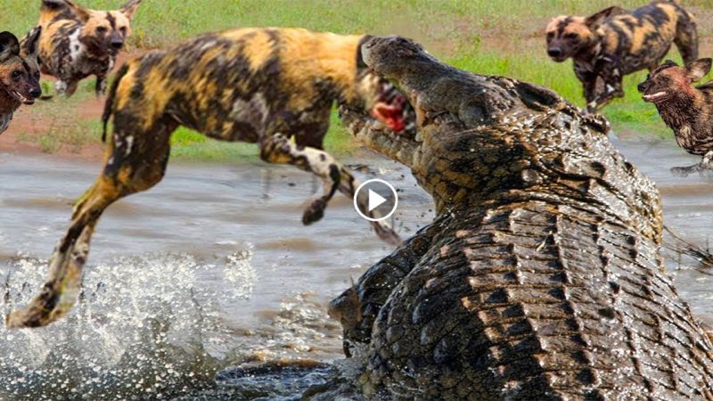 A pack of wild dogs by the river serve as a large crocodile’s lunch.