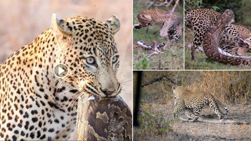 A fight took place between a giant python and a leopard at Masai Mara safari park in Kenya, recently, after the python tried to eat the big cat.