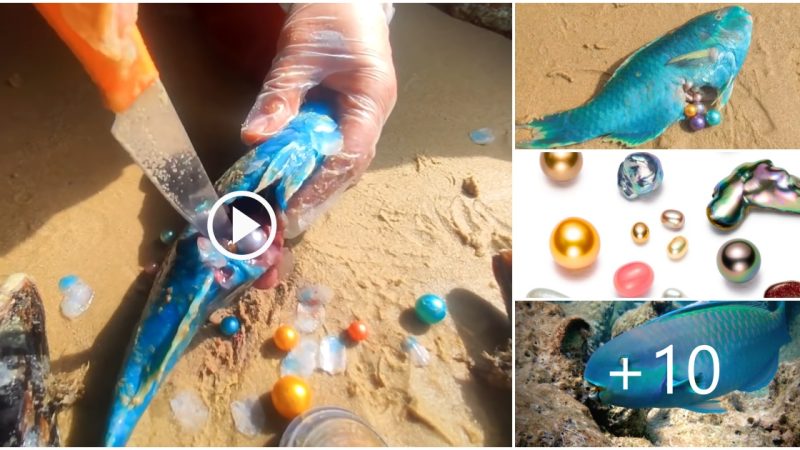 Rare Blue Pearls Found Inside Unusual Fish Belly (VIDEO)