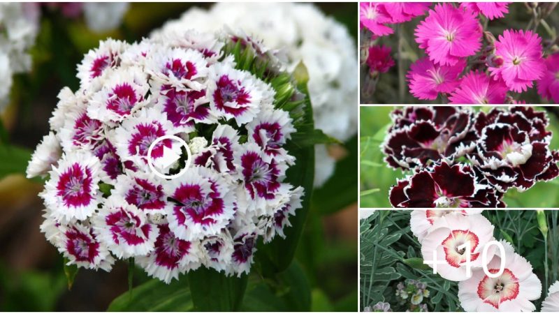 15 Most beautiful and strange blooming carnations in the world