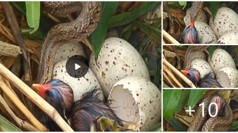 Nature’s Battle: A Dramatic Scene Unfolds as a Snake Attacks a Bird’s Nest with a Child Nearby (Video)