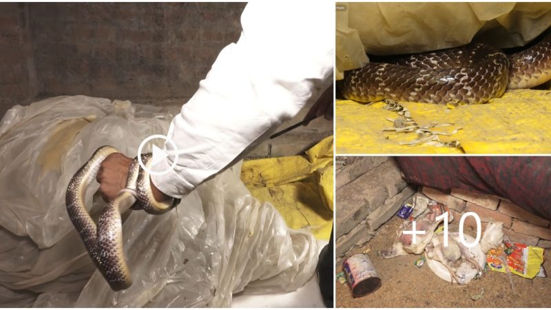 India’s most poisonous snake entered the poultry farm, how was it rescued in a very dangerous situation!