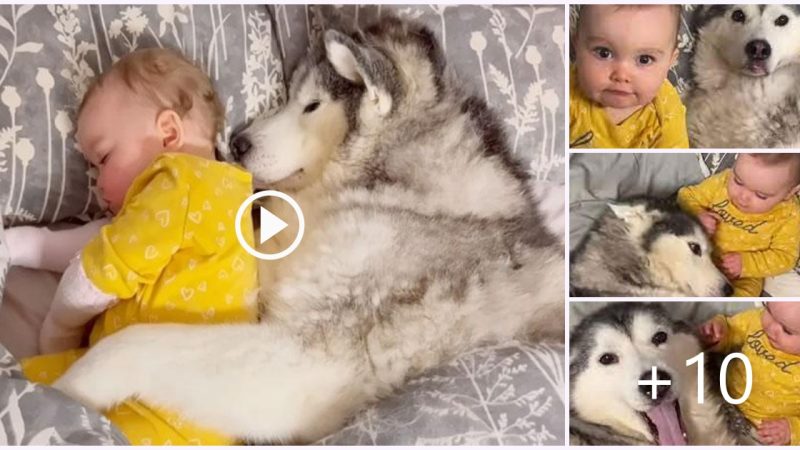 Husky melts his heart when he hugs his sister while sleeping