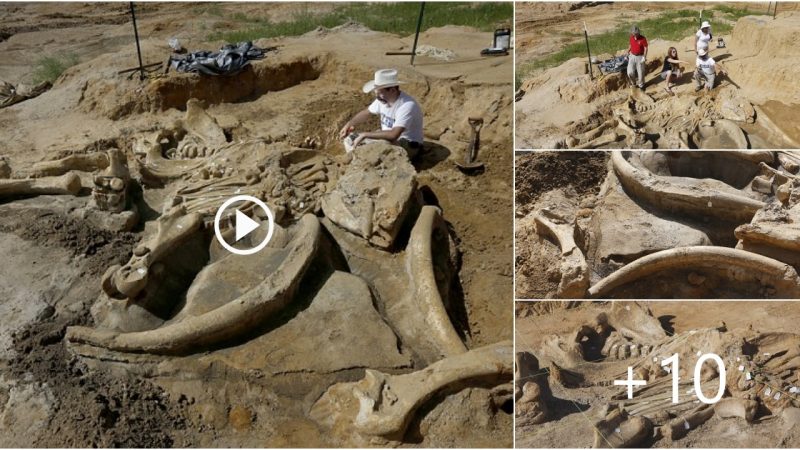 Farmers unearth 60,000-year-old MAMMOTH in family gravel pit: Rare skeleton of giant Ice Age creature is 90% complete