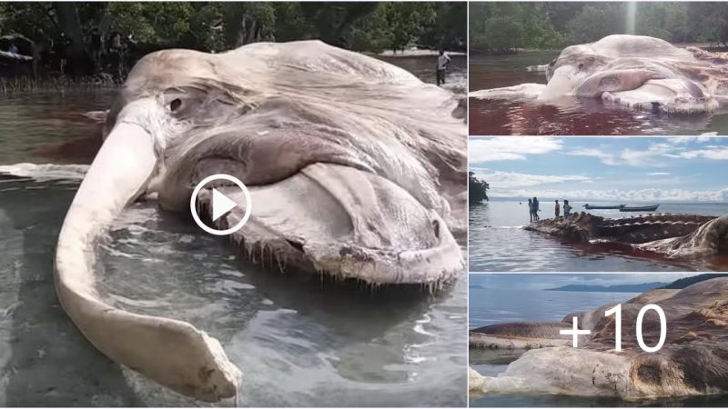 This Giant deаd Sea Creature Washed Up On An Island, And It’s freаkіnɡ Everyone out