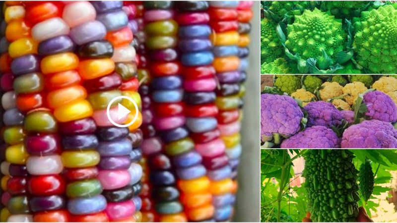 The strangest vegetables in the world: 7-color corn, cauliflower looks like a cactus