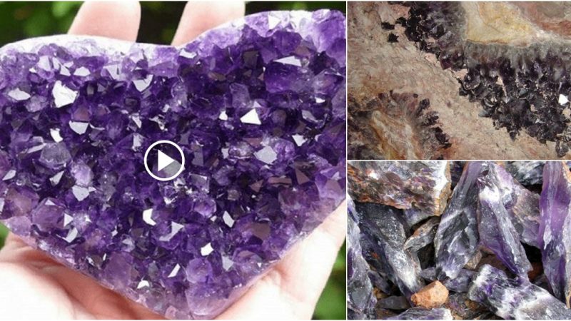 New Amethyst Digging, mined in the Purple Heart Mine in South Carolina!