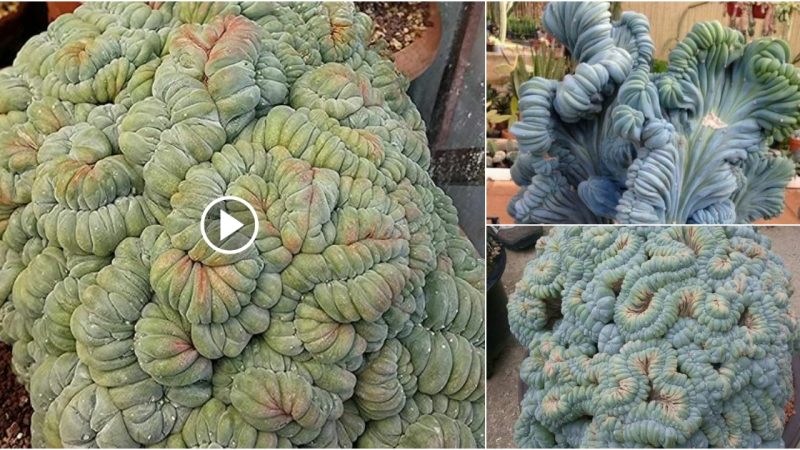 Meet Mammillaria Elongata Cristata, the Crown Cactus.