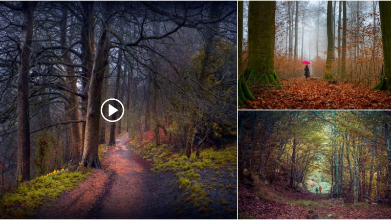 “Exploring the Mystical Scottish Forest: A Journey Through Nature’s Hidden Gem”