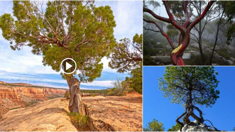 The Majestic Tree Flourishing on a Barren Rock Reveals Nature’s Resilience.