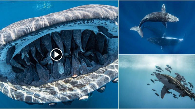 A whale shark with more than 50 fish in its jaws wins an underwater photography competition.