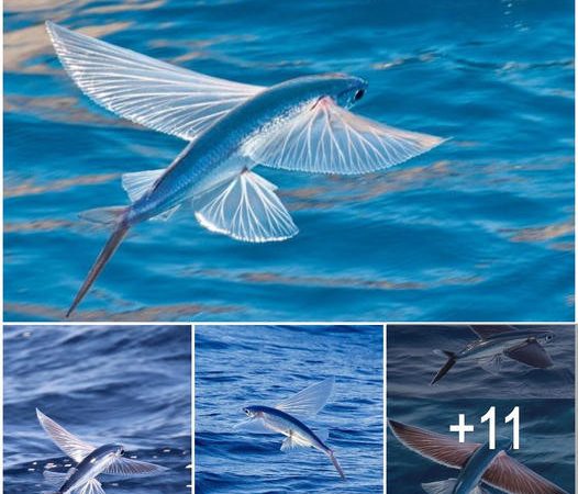 What do you know about flying fish in the sea?