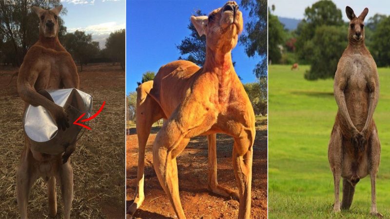 200-pound ripped kangaroo crushes metal.Roger the buff kangaroo is back and he’s more muscular than ever