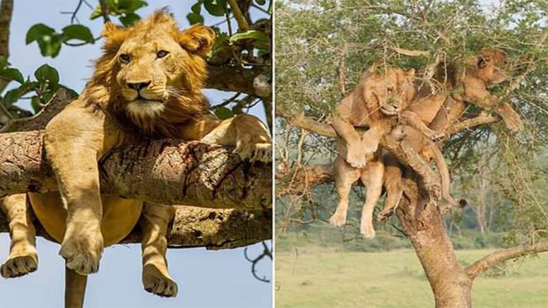 Lion with a trunk: King of the jungle hangs about in a tree as he takes a rest out of the sun in Ugandan national park