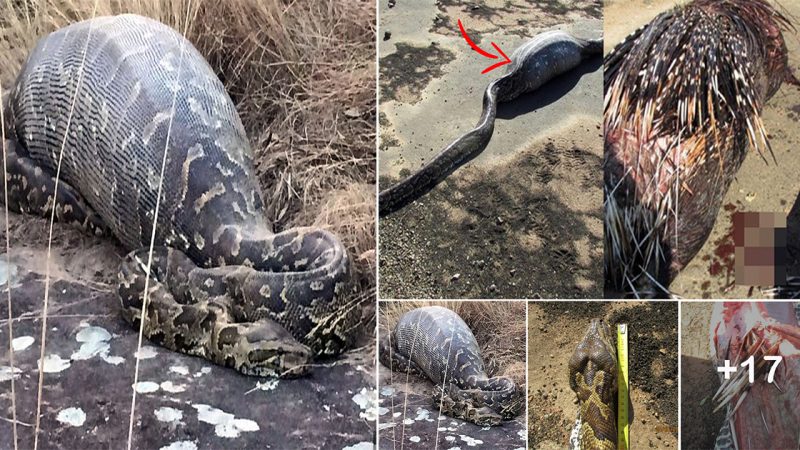 Giant Python Dies Horrifically from Swallowing a Porcupine