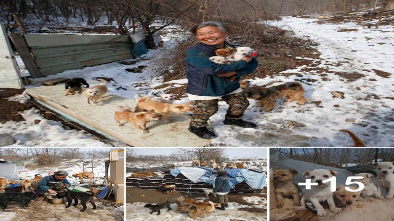 Meet the Incredible South Korean Woman Who Rescued and Cares for 200 Dogs