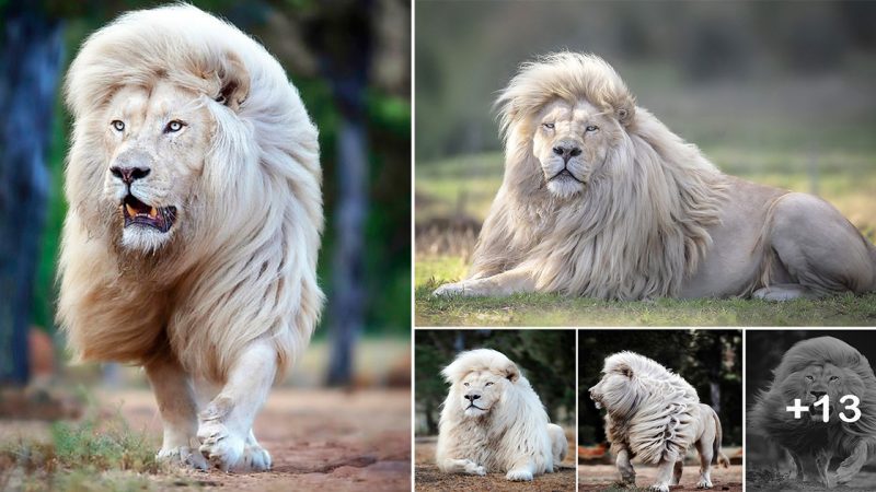 The mane attraction: Lion clearly takes pride in his locks as he shows off beautiful hair at South African sanctuary