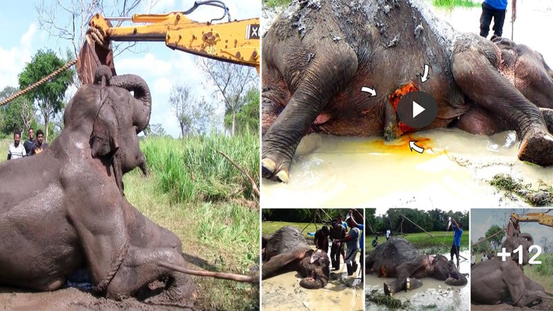 Elephant begging for life with maggot infested injury in the belly area, Received treatment